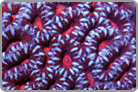 Fragtastic Item! Scatter my Brain Acan. -6